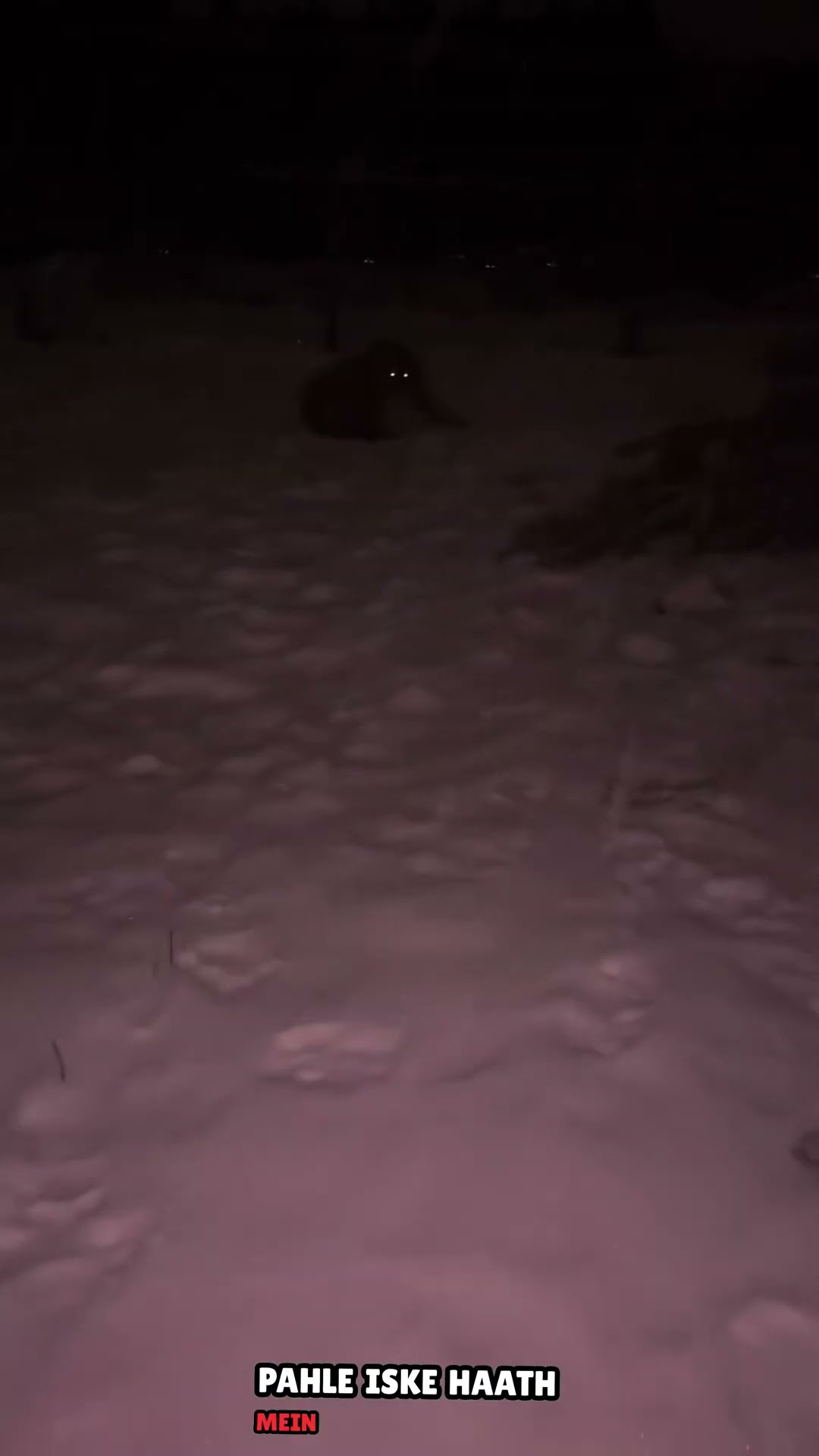 Strange animals #shortvideo