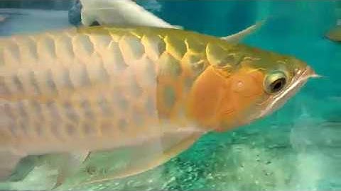 Chiêm ngưỡng loài cá rồng, cá cảnh