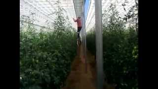 Paskal RollerHook - lowering Tomato plants - Culiacun