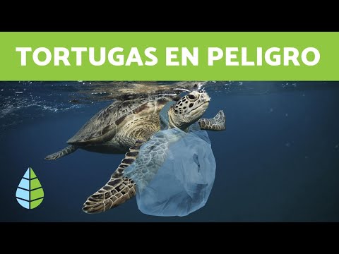 Video: Perro ayuda a salvar tortugas marinas en peligro de extinción
