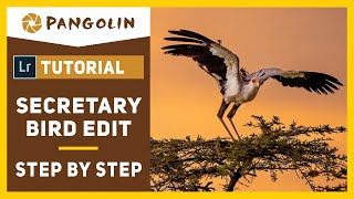 Editing Wildlife Photos In Lightroom. Secretary Bird Image. Step by step.