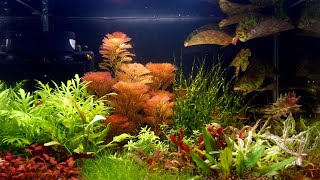 How to Set Up Colorful Planted Aquarium without CO2 Injection