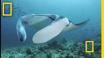Are manta rays edible?