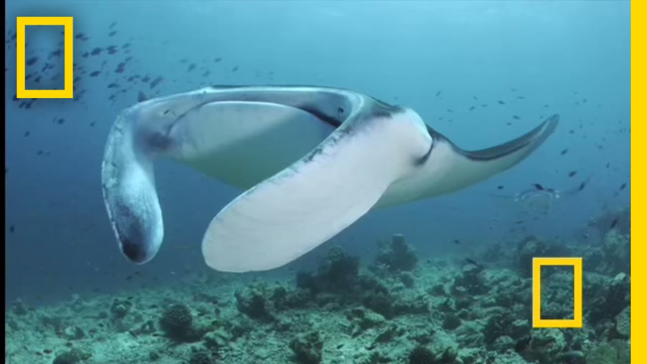 Feeding Frenzy: Manta Rays In The Maldives | National Geographic