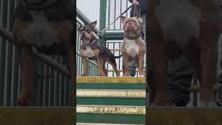 American Bully Lucky Luciano And Beastro Blood Pocketbully 