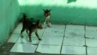 Kaget eh kaget kaget kaget eh kaget