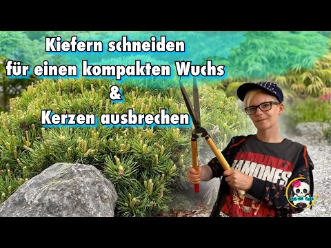 Kiefern schneiden / Kiefern kompakt halten | Kerzen ausbrechen & Gartenscheren reinigen