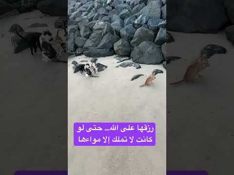 رزقها على الله حتى لو كانت لا تملك إلا مواءها