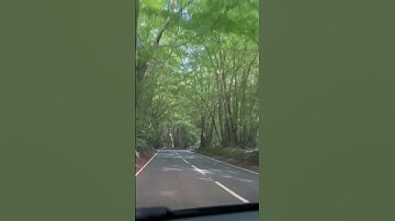 #short#video#tunnel#trees#shortsviral