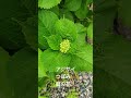 #アジサイ#つぼみ#庭の花