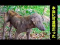 死にそうな野良犬を助けて保護しました・可哀想過ぎて胸が、心が痛くなる