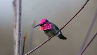 Anna's Hummingbird Singing