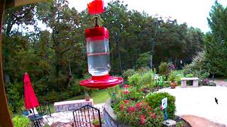 Hummingbirds in Texas - August 10, 2018