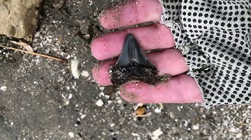 Calvert Cliffs: Finding a small fossilized Otodus Megalodon on beach
