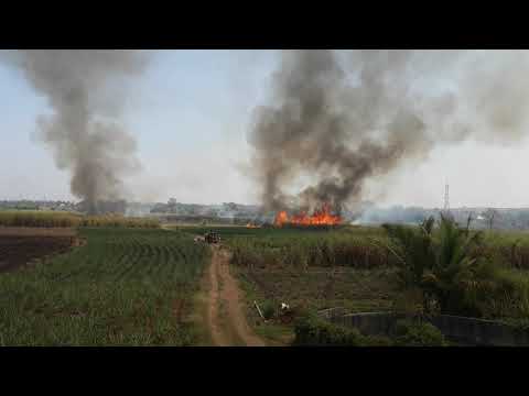 #Sugar cane#Burning#Fire in