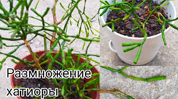 Breeding hatiora/Танцующие кости- Хатиора🎋как размножить
