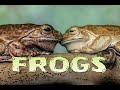 ЛЯГУШКИ / FROGS