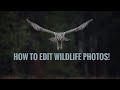 Make your wildlife photos MOODY using Lightroom!
