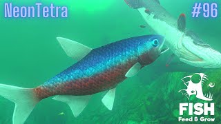 Feed And Grow Fish : Neon Tetra