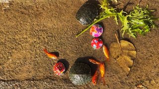 Aquarium Fish Turtles Catch In Jungle Pond