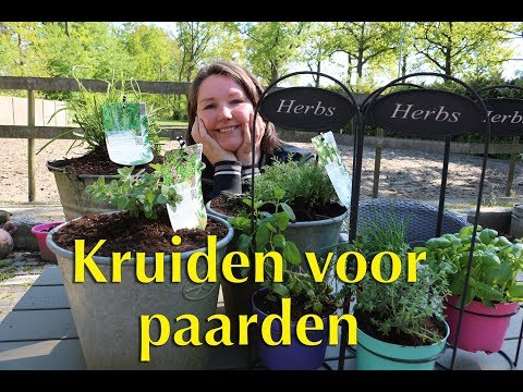 Video: Kruiden Voor Steenpuisten. Deel 1