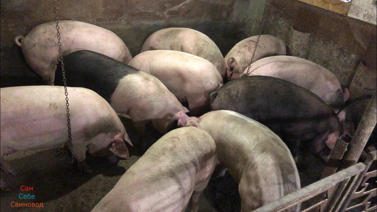 Сдам свинью. Месные породы свинейвес 200-300кг в забойкальском крае в.