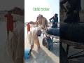 المطر يروي عطش الصحراء وحيواناتها