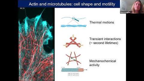 Build-a-Cell seminar Gijsje Koenderink: Building artificial cells with a functional cytoskeleton