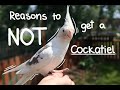 Reasons To Not Get A Cockatiel || Meet The Boys