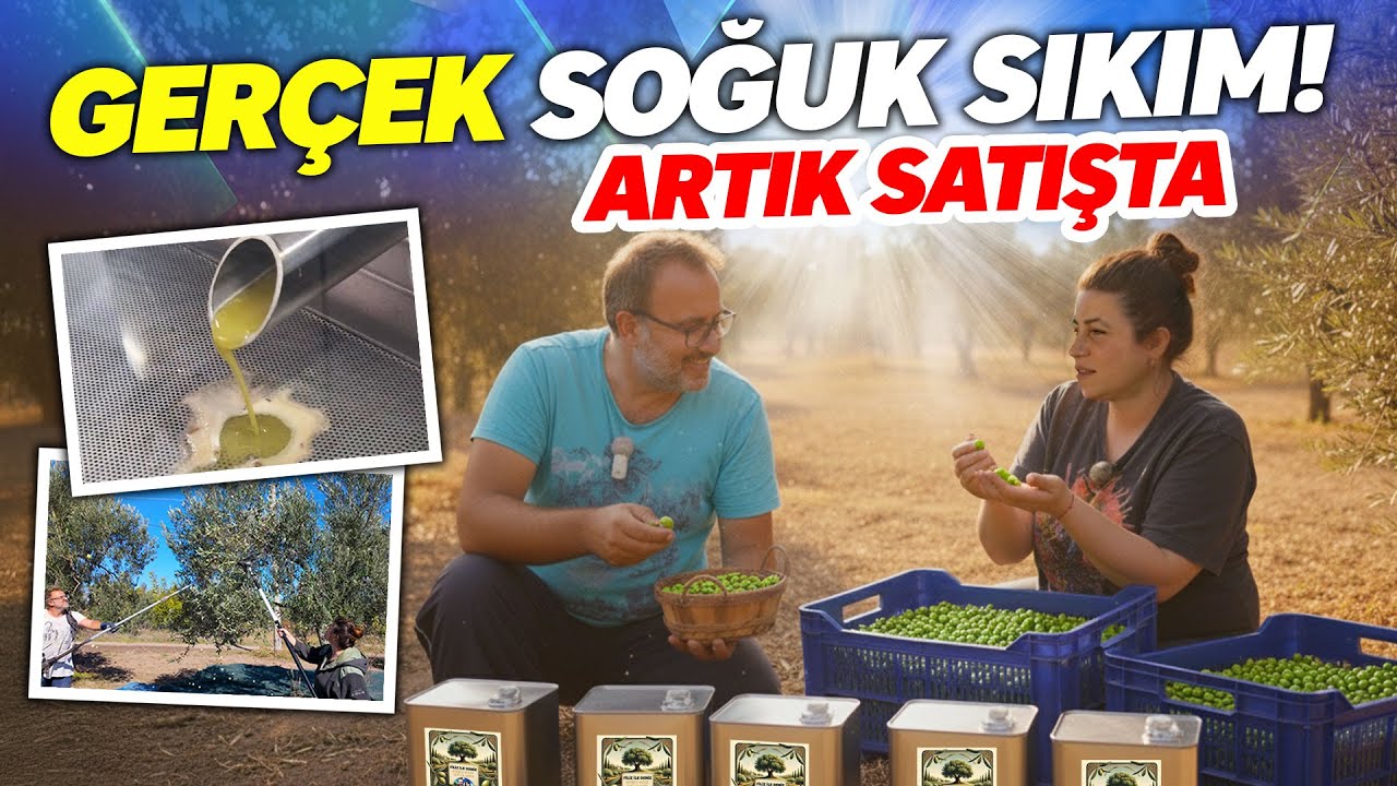 Gerçek Soğuk Sıkım Zeytinyağı Nasıl Yapılır? Kendi Yağımız Satışta!