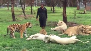 Adamı Leoparın Saldırısından Kaplan Kurtarıyor