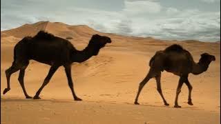 gambus  musik arab alam padang pasir