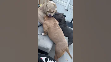 Bulls Out Playing Abkcbully Americanbullybreed Americanbully Pocketbully 