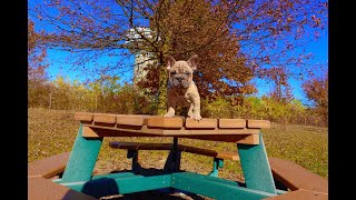 1st French Bulldog Big Rope litter in Ohio by Frenchies Of IG 1,329 views 1 year ago 15 minutes