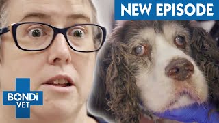 Dog's Heart Rate Is Dangerously High! 😱 Coast to Coast S6 E7 | Bondi Vet