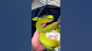 Green snake #chondro #manokwari #snake #wild #asia #green #python ☘️🍀☘️🍀