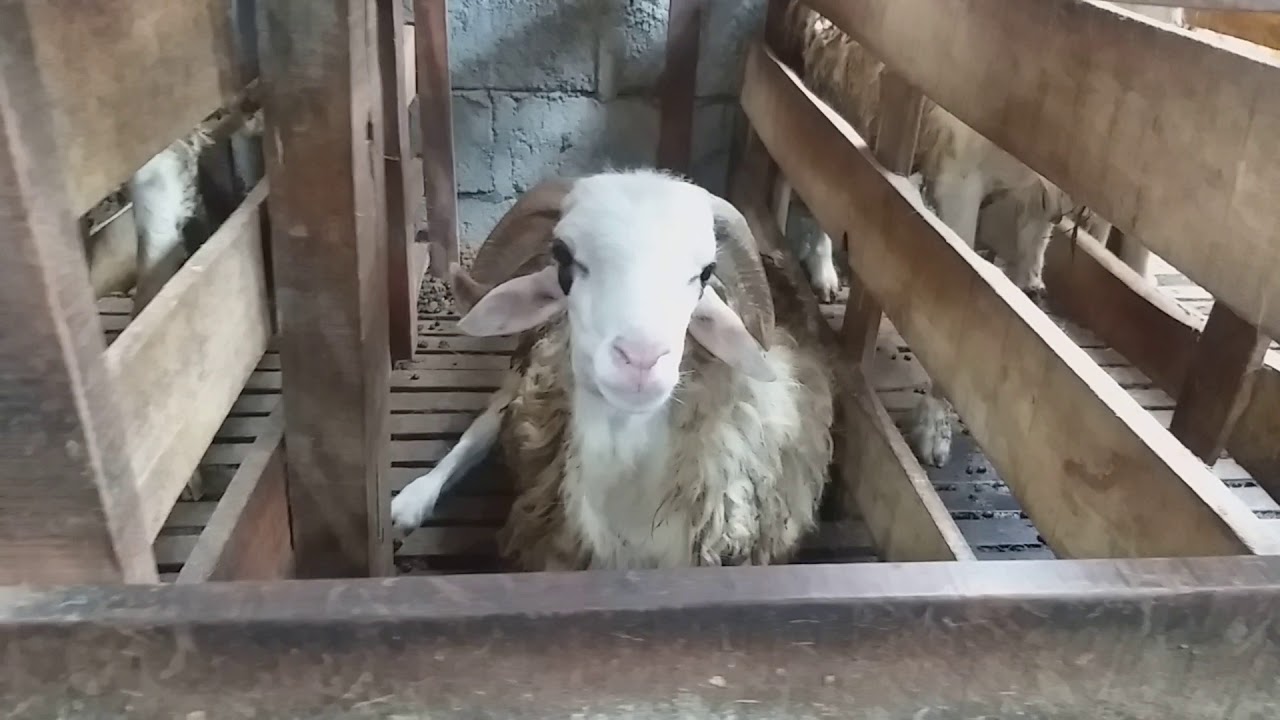 Ternak kambing, pakan fermentasi 