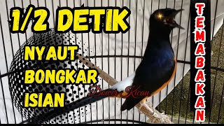 PANCINGAN murai batu gacor PAGI SIANG MALAM AMPUH buat PANCINGAN murai batu agar cepat bunyi emosi