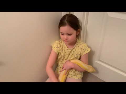 8 year old handling and calming down Reticulated Python