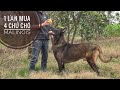 Kinh doanh Chó Tử Tế mới Bền Lâu/  Malinois Duron/ NhamTuatTV - Dog in Vietnam