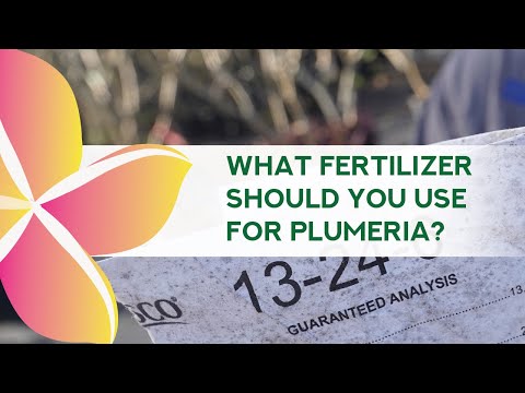 Video: Cerințe de îngrășăminte pentru Plumeria: Sfaturi despre fertilizarea plantelor de Plumeria