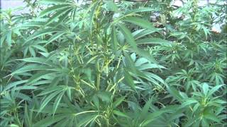 WeedWizard OMMP Greenhouse 08312013 Part 1