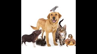 Pet Disaster Preparedness