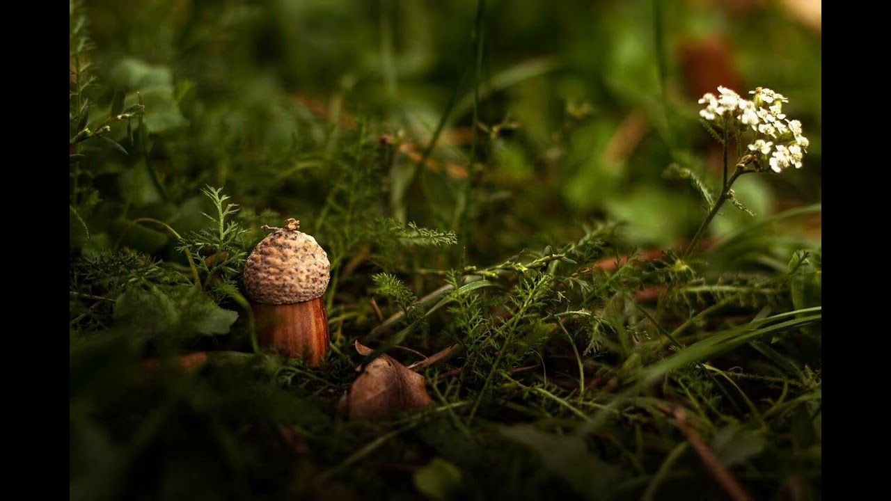 J.Dutt - Wurlitzer [RAP]