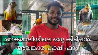 അങ്കമാലിയിലെ ഒരു കിടിലൻ അലങ്കാര പക്ഷി ഫാം..... Bird Farm at Angamaly by PETAGREEN KERALA 4,111 views 1 year ago 12 minutes, 4 seconds