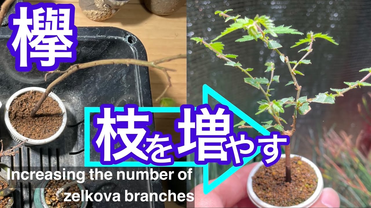 ケヤキの枝を増やす / Increasing the number of zelkova branches