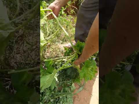 Vídeo: Como amadurecer abóbora: o que fazer com a abóbora verde