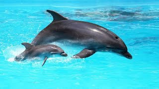 AMAZING DOLPHINS     FUNNY DOLPHIN COMPILATION