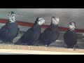 Голуби Бакинские - Чили ( Часть № 1 ) / Baku Pigeons - Chile ( Part № 1 )