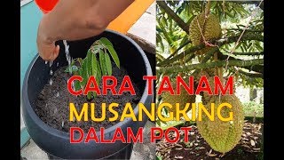 Cara Menanam Durian Musangking Dalam Pot// Pendek Cepat Berbuah